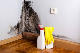 Best Forensic Mold Investigation in USA